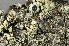  ( - O-L-165033)  @11 [ ] CreativeCommons - Attribution Non-Commercial (2013) Einar Timdal Natural History Museum, University of Oslo, Norway