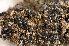  ( - O-L-165102)  @11 [ ] CreativeCommons - Attribution Non-Commercial (2014) Einar Timdal Natural History Museum, University of Oslo, Norway