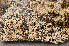  ( - O-L-166513)  @11 [ ] CreativeCommons - Attribution Non-Commercial (2013) Einar Timdal Natural History Museum, University of Oslo, Norway