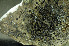  ( - O-L-166543)  @11 [ ] CreativeCommons - Attribution Non-Commercial (2013) Einar Timdal Natural History Museum, University of Oslo, Norway