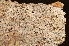  (Puttea caesia - O-L-168628)  @11 [ ] CreativeCommons - Attribution Non-Commercial (2014) Einar Timdal Natural History Museum, University of Oslo, Norway