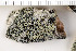  ( - O-L-170447)  @11 [ ] CreativeCommons - Attribution Non-Commercial (2016) Kristine Dobbe University of Oslo, Natural History Museum