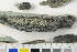 ( - O-L-170785)  @11 [ ] by-nc (2020) Einar Timdal Natural History Museum, University of Oslo, Norway