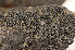  ( - O-L-173131)  @11 [ ] CreativeCommons - Attribution Non-Commercial (2014) Einar Timdal Natural History Museum, University of Oslo, Norway