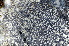  ( - O-L-173165)  @11 [ ] CreativeCommons - Attribution Non-Commercial (2013) Einar Timdal Natural History Museum, University of Oslo, Norway