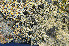  ( - O-L-173413)  @11 [ ] CreativeCommons - Attribution Non-Commercial (2013) Einar Timdal Natural History Museum, University of Oslo, Norway