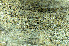  ( - O-L-173917)  @11 [ ] CreativeCommons - Attribution Non-Commercial (2013) Einar Timdal Natural History Museum, University of Oslo, Norway