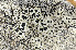  ( - O-L-173995)  @11 [ ] CreativeCommons - Attribution Non-Commercial (2013) Einar Timdal Natural History Museum, University of Oslo, Norway