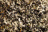  ( - O-L-174132)  @11 [ ] CreativeCommons - Attribution Non-Commercial (2014) Einar Timdal Natural History Museum, University of Oslo, Norway