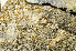  ( - O-L-174133)  @11 [ ] CreativeCommons - Attribution Non-Commercial (2013) Einar Timdal Natural History Museum, University of Oslo, Norway
