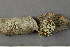  ( - O-L-174824)  @11 [ ] by-nc (2020) Einar Timdal Natural History Museum, University of Oslo, Norway