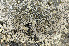  ( - O-L-175494)  @11 [ ] CreativeCommons - Attribution Non-Commercial (2013) Einar Timdal Natural History Museum, University of Oslo, Norway