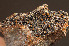  ( - O-L-175734)  @11 [ ] CreativeCommons - Attribution Non-Commercial (2014) Einar Timdal Natural History Museum, University of Oslo, Norway