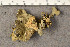  ( - O-L-176649)  @11 [ ] CreativeCommons - Attribution Non-Commercial (2015) Trude Magnussen Natural History Museum, University of Oslo, Norway