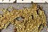  ( - O-L-177093)  @11 [ ] CreativeCommons - Attribution Non-Commercial (2015) Trude Magnussen Natural History Museum, University of Oslo, Norway