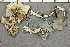  (Peltigera hymenina - O-L-177113)  @11 [ ] by-nc (2020) Ann Evankow University of Oslo, Natural History Museum
