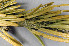  ( - O-L-177121)  @11 [ ] CreativeCommons - Attribution Non-Commercial (2013) Einar Timdal Natural History Museum, University of Oslo, Norway