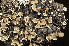  ( - O-L-177142)  @11 [ ] CreativeCommons - Attribution Non-Commercial (2014) Einar Timdal Natural History Museum, University of Oslo, Norway