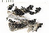  (Thyrea - O-L-177516)  @11 [ ] CreativeCommons - Attribution Non-Commercial (2016) Kristine Dobbe University of Oslo, Natural History Museum