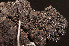 ( - O-L-182032)  @11 [ ] CreativeCommons - Attribution Non-Commercial (2014) Einar Timdal Natural History Museum, University of Oslo, Norway