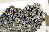  ( - O-L-182157)  @11 [ ] CreativeCommons - Attribution Non-Commercial (2013) Einar Timdal Natural History Museum, University of Oslo, Norway