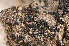  ( - O-L-182289)  @11 [ ] CreativeCommons - Attribution Non-Commercial (2014) Einar Timdal Natural History Museum, University of Oslo, Norway