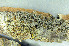  ( - O-L-183496)  @11 [ ] CreativeCommons - Attribution Non-Commercial (2013) Einar Timdal Natural History Museum, University of Oslo, Norway