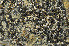 ( - O-L-183824)  @11 [ ] CreativeCommons - Attribution Non-Commercial (2013) Einar Timdal Natural History Museum, University of Oslo, Norway
