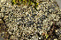  ( - O-L-184281)  @11 [ ] CreativeCommons - Attribution Non-Commercial (2013) Einar Timdal Natural History Museum, University of Oslo, Norway