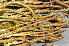 ( - O-L-184361)  @11 [ ] CreativeCommons - Attribution Non-Commercial (2013) Einar Timdal Natural History Museum, University of Oslo, Norway
