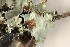  ( - O-L-184697)  @11 [ ] CreativeCommons - Attribution Non-Commercial (2013) Siri Rui Natural History Museum, University of Oslo, Norway