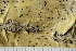  ( - O-L-186233)  @11 [ ] by-nc (2020) Einar Timdal Natural History Museum, University of Oslo, Norway