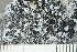  (Anema tumidulum - O-L-194199)  @11 [ ] by-nc (2020) Einar Timdal Natural History Museum, University of Oslo, Norway