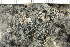  ( - O-L-194257)  @11 [ ] by-nc (2020) Einar Timdal Natural History Museum, University of Oslo, Norway