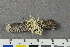  ( - O-L-194521)  @11 [ ] by-nc (2020) Einar Timdal Natural History Museum, University of Oslo, Norway