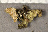  ( - O-L-194573)  @11 [ ] CreativeCommons - Attribution Non-Commercial (2015) Trude Magnussen Natural History Museum, University of Oslo, Norway