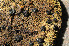  (Umbilicaria arctica - O-L-195664)  @11 [ ] CreativeCommons - Attribution Non-Commercial (2015) Einar Timdal Natural History Museum, University of Oslo, Norway