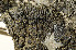  (Lobothallia melanaspis - O-L-195680)  @11 [ ] CreativeCommons - Attribution Non-Commercial (2015) Einar Timdal Natural History Museum, University of Oslo, Norway