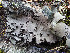  ( - O-L-196275)  @11 [ ] CreativeCommons - Attribution Non-Commercial (2015) Einar Timdal Natural History Museum, University of Oslo, Norway