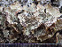  (Lobarina - O-L-196350)  @11 [ ] CreativeCommons - Attribution Non-Commercial (2015) Einar Timdal Natural History Museum, University of Oslo, Norway