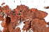  (Lasallia rubiginosa - O-L-196711)  @11 [ ] CreativeCommons - Attribution Non-Commercial (2016) Kristine Dobbe University of Oslo, Natural History Museum