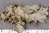  (Sticta sublimbata - O-L-196745)  @11 [ ] CreativeCommons - Attribution Non-Commercial Share-Alike (2017) Unspecified University of Oslo, Natural History Museum
