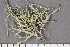  (Ramalina sp - O-L-196754)  @11 [ ] CreativeCommons - Attribution Non-Commercial Share-Alike (2017) Unspecified University of Oslo, Natural History Museum