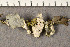  ( - O-L-197974)  @11 [ ] CreativeCommons - Attribution Non-Commercial (2015) Trude Magnussen Natural History Museum, University of Oslo, Norway