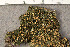  ( - O-L-198160)  @11 [ ] CreativeCommons - Attribution Non-Commercial (2016) Trude Magnussen University of Oslo, Natural History Museum