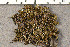  ( - O-L-198317)  @11 [ ] CreativeCommons - Attribution Non-Commercial (2016) Trude Magnussen University of Oslo, Natural History Museum