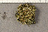  ( - O-L-198605)  @11 [ ] CreativeCommons - Attribution Non-Commercial (2016) Trude Magnussen University of Oslo, Natural History Museum