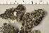  ( - O-L-198879)  @11 [ ] CreativeCommons - Attribution Non-Commercial (2016) Trude Magnussen University of Oslo, Natural History Museum