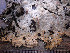  ( - O-L-198936)  @11 [ ] CreativeCommons - Attribution Non-Commercial (2016) Einar Timdal University of Oslo, Natural History Museum