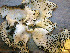  ( - O-L-198938)  @11 [ ] CreativeCommons - Attribution Non-Commercial (2016) Einar Timdal University of Oslo, Natural History Museum